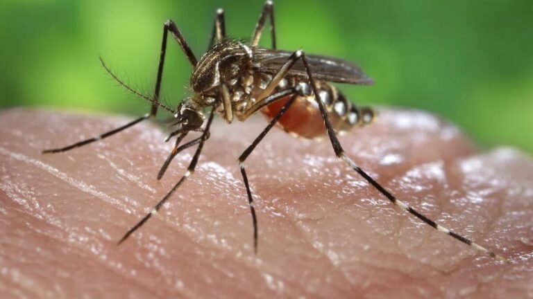 Dengue Outbreak Continues In Pakistan